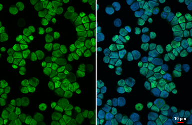 Anti-RUNX1 antibody [HL2211] used in Immunocytochemistry/ Immunofluorescence (ICC/IF). GTX638215