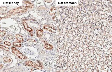 Anti-Angiogenin antibody [HL2215] used in IHC (Paraffin sections) (IHC-P). GTX638219