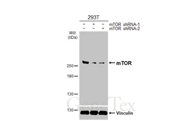 Anti-mTOR antibody [HL2216] used in Western Blot (WB). GTX638220