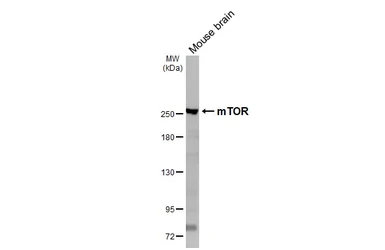 Anti-mTOR antibody [HL2216] used in Western Blot (WB). GTX638220