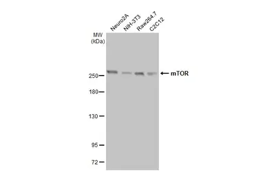 Anti-mTOR antibody [HL2217] used in Western Blot (WB). GTX638221