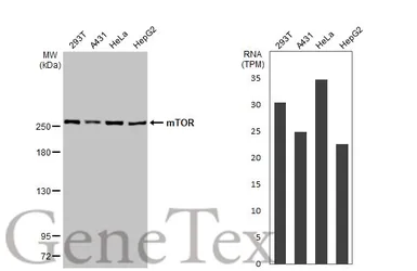 Anti-mTOR antibody [HL2217] used in Western Blot (WB). GTX638221