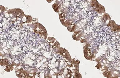 Anti-mTOR antibody [HL2217] used in IHC (Paraffin sections) (IHC-P). GTX638221