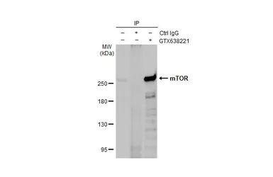 Anti-mTOR antibody [HL2217] used in Immunoprecipitation (IP). GTX638221