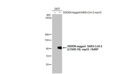 Anti-SARS-CoV-2 (COVID-19) nsp12 / RdRP antibody [HL2221] used in Western Blot (WB). GTX638225
