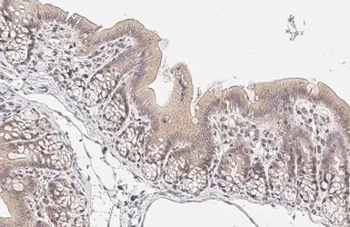 Anti-RelB antibody [HL2222] used in IHC (Paraffin sections) (IHC-P). GTX638267
