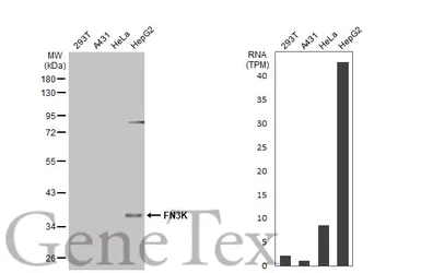 Anti-FN3K antibody [HL2223] used in Western Blot (WB). GTX638268