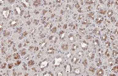 Anti-FN3K antibody [HL2223] used in IHC (Paraffin sections) (IHC-P). GTX638268