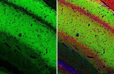 Anti-PKC gamma antibody [HL2226] used in IHC (Paraffin sections) (IHC-P). GTX638271