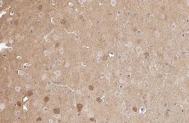 Anti-PKC gamma antibody [HL2226] used in IHC (Paraffin sections) (IHC-P). GTX638271
