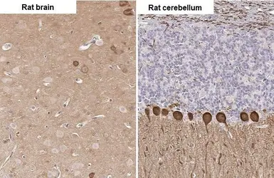 Anti-PKC gamma antibody [HL2226] used in IHC (Paraffin sections) (IHC-P). GTX638271