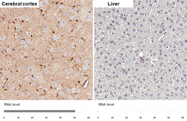 Anti-S100 beta antibody [HL2228] used in IHC (Paraffin sections) (IHC-P). GTX638273