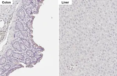 Anti-TMPRSS2 antibody [HL2229] used in IHC (Paraffin sections) (IHC-P). GTX638274