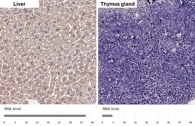 Anti-SIGMAR1 antibody [HL2230] used in IHC (Paraffin sections) (IHC-P). GTX638275