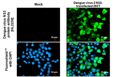 Anti-Dengue virus NS3 protein antibody [HL2239] (GTX638284