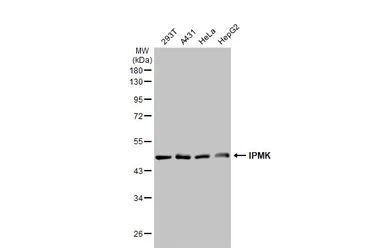 Anti-IPMK antibody [HL2244] used in Western Blot (WB). GTX638293