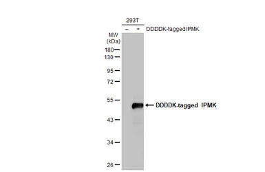 Anti-IPMK antibody [HL2244] used in Western Blot (WB). GTX638293