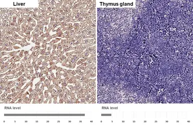 Anti-SIGMAR1 antibody [HL2274] used in IHC (Paraffin sections) (IHC-P). GTX638326