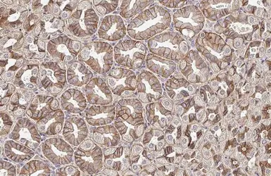 Anti-SIGMAR1 antibody [HL2274] used in IHC (Paraffin sections) (IHC-P). GTX638326