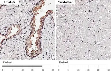 Anti-TMPRSS2 antibody [HL2279] used in IHC (Paraffin sections) (IHC-P). GTX638332