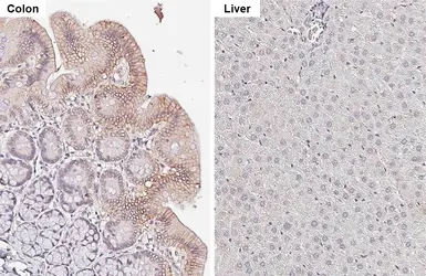 Anti-TMPRSS2 antibody [HL2279] used in IHC (Paraffin sections) (IHC-P). GTX638332