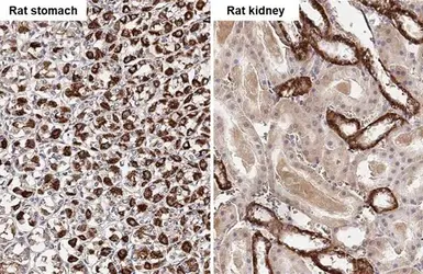Anti-TMPRSS2 antibody [HL2279] used in IHC (Paraffin sections) (IHC-P). GTX638332