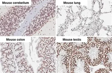 Anti-DNA ligase III antibody [HL2280] used in IHC (Paraffin sections) (IHC-P). GTX638333