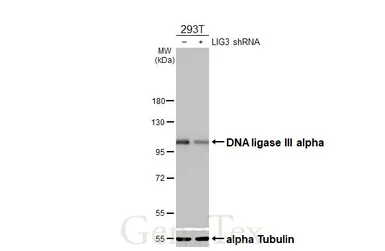 Anti-DNA ligase III antibody [HL2280] used in Western Blot (WB). GTX638333