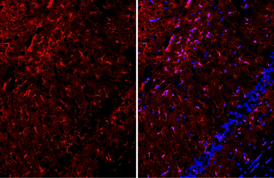 Anti-Glutamine synthetase antibody [HL2283] used in IHC (Frozen sections) (IHC-Fr). GTX638336