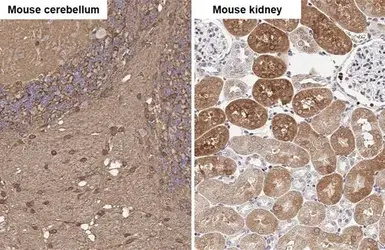 Anti-Glutamine synthetase antibody [HL2283] used in IHC (Paraffin sections) (IHC-P). GTX638336