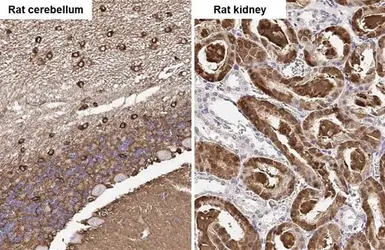 Anti-Glutamine synthetase antibody [HL2283] used in IHC (Paraffin sections) (IHC-P). GTX638336