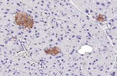 Anti-GLP1R antibody [HL2298] used in IHC (Paraffin sections) (IHC-P). GTX638353