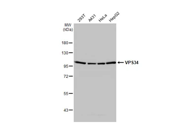 Anti-VPS34 antibody [HL2305] used in Western Blot (WB). GTX638372