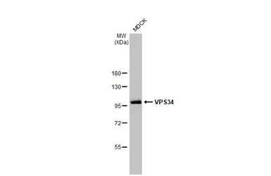 Anti-VPS34 antibody [HL2305] used in Western Blot (WB). GTX638372