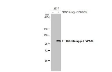 Anti-VPS34 antibody [HL2305] used in Western Blot (WB). GTX638372