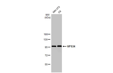 Anti-VPS34 antibody [HL2305] used in Western Blot (WB). GTX638372