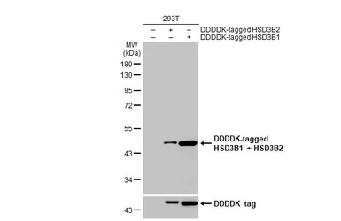 Anti-HSD3B1 + HSD3B2 antibody [HL2307] used in Western Blot (WB). GTX638470