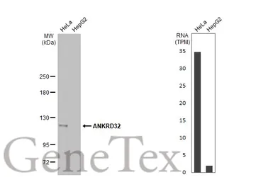 Anti-ANKRD32 antibody [HL2311] used in Western Blot (WB). GTX638474