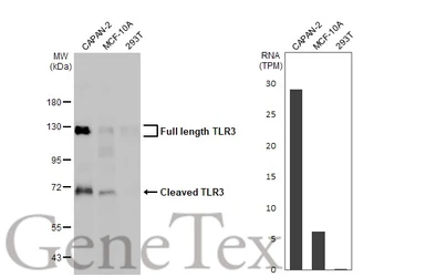 Anti-TLR3 antibody [HL2314] used in Western Blot (WB). GTX638477