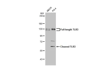 Anti-TLR3 antibody [HL2314] used in Western Blot (WB). GTX638477