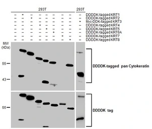 Anti-pan Cytokeratin antibody [HL2321] used in Western Blot (WB). GTX638484