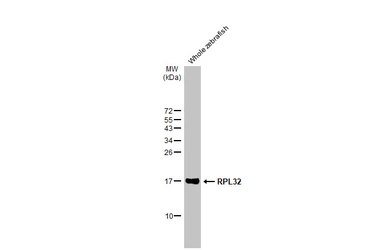 Anti-RPL32 antibody [HL2329] used in Western Blot (WB). GTX638492