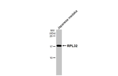 Anti-RPL32 antibody [HL2329] used in Western Blot (WB). GTX638492
