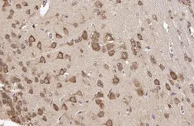 Anti-RPL32 antibody [HL2329] used in IHC (Paraffin sections) (IHC-P). GTX638492