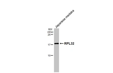 Anti-RPL32 antibody [HL2331] used in Western Blot (WB). GTX638494