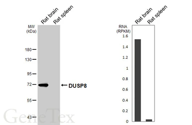 Anti-DUSP8 antibody [HL2338] used in Western Blot (WB). GTX638541