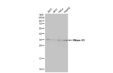 Anti-RNase H1 antibody [HL2343] used in Western Blot (WB). GTX638546