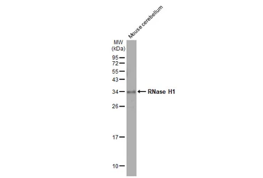 Anti-RNase H1 antibody [HL2343] used in Western Blot (WB). GTX638546