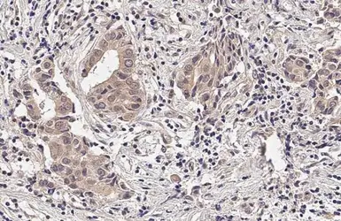 Anti-RNase H1 antibody [HL2343] used in IHC (Paraffin sections) (IHC-P). GTX638546