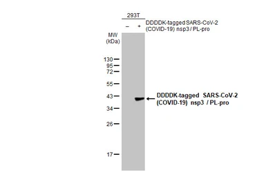 Anti-SARS-CoV-2 (COVID-19) nsp3 / PL-pro antibody [HL2350] used in Western Blot (WB). GTX638553